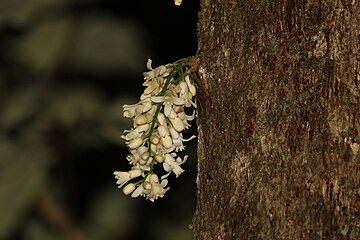 Inflorescence on the trunk