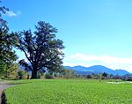 Messikommer Eiche, paläolithisch-mittelsteinzeitlicher Lagerplatz