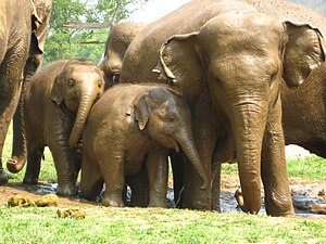 Elefantenfamilie im ENP