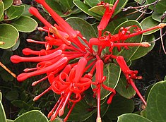 Fleur de notro (Embothrium coccineum)