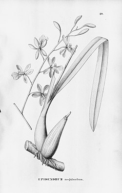Encyclia advena (as Epidendrum megalanthum) - Fl. 
 Br. 
 3-5-020. jpg