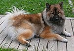 Pienoiskuva sivulle Eurasier