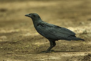 Corvus rhipidurus