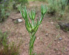 Capitules en formation (Bagnols-en-Forêt, Var, France).