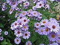 Fleurs de jardin nièvre