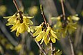 Forsythia ovata