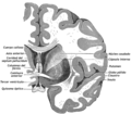 Miniatura para Comisura anterior