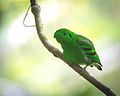 Green broadbill