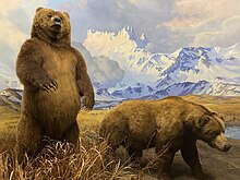 Diorama of Alaska Peninsula brown bears in the Hall of North American Mammals Grizzly bear diorama at AMNH.jpg