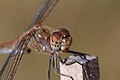 Sympetrum sp.