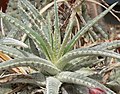 Hechtia marnier-lapostollei