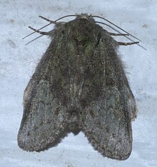 A black to dark gray moth with its wings folded as in life. Long antennas extend from both sides of its head.