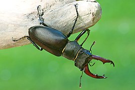 Hirschkäfer (Lucanus cervus) braucht Totholz