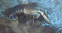 Homarus gammarus (01) .jpg