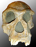 Homo Habilis, 2,2 tot 1,5 miljoen jaar geleden, Oost-Afrika.