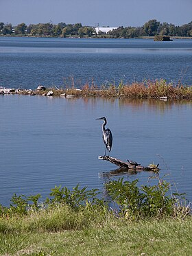 Image illustrative de l’article Lac Horseshoe (Illinois)