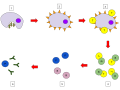 Step 1: A macrophage engulfs the pathogen. Step 2: The macrophage then digests the bacterium and presents the pathogen’s antigens. Step 3: A T helper cell binds to the macrophage and becomes an activated T helper cell. Step 4: The activated T helper cell binds to a B cell in order to activate the B cell. Step 5: When the B cells are activated, some B cells turn into plasma cells and are released in the blood, while other B cells become B memory cells that quicken response for a second exposure. Step 6: Plasma cells then secrete antibodies, which bind to antigens to fight the invading pathogens.