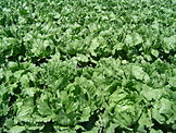 A field of iceberg lettuce