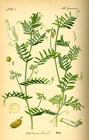 Illustration of the lentil plant, 1885