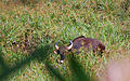 Indian bison (gaur) spotted in Gavi