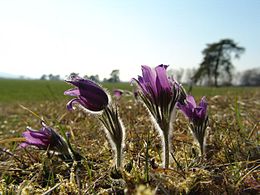 Pulsatilla pratensis subsp. bohemica