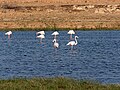 Greater flamingos in Khor Rori