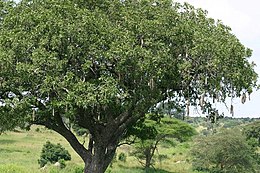 Kifejlett példány Tanzániában