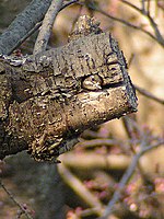 桜の木に穴を掘り巣造りをするコゲラ