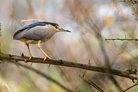 Nitticora (Nycticorax nycticorax)