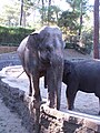 Éléphants d'Asie (Elephas maximus)
