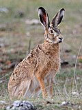 European hare