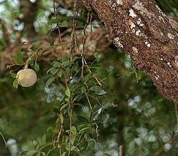 Limonia acidissima syn Limonia elephantum or Fernonia limonia (wood-apple) in Talakona forest, AP W IMG 8334.jpg