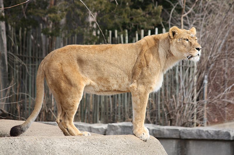 File:Lioness 12.jpg