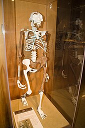 Reconstruction of Lucy, the first Australopithecus afarensis skeleton found Lucy Skeleton.jpg