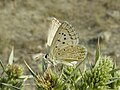 Miniatura para Polyommatus albicans