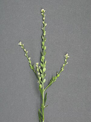 Klaker (Lepidium sativum)