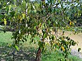 Maingaya malayana leaves