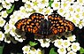 Euphydryas maturna (Roodbonte parelmoervlinder)