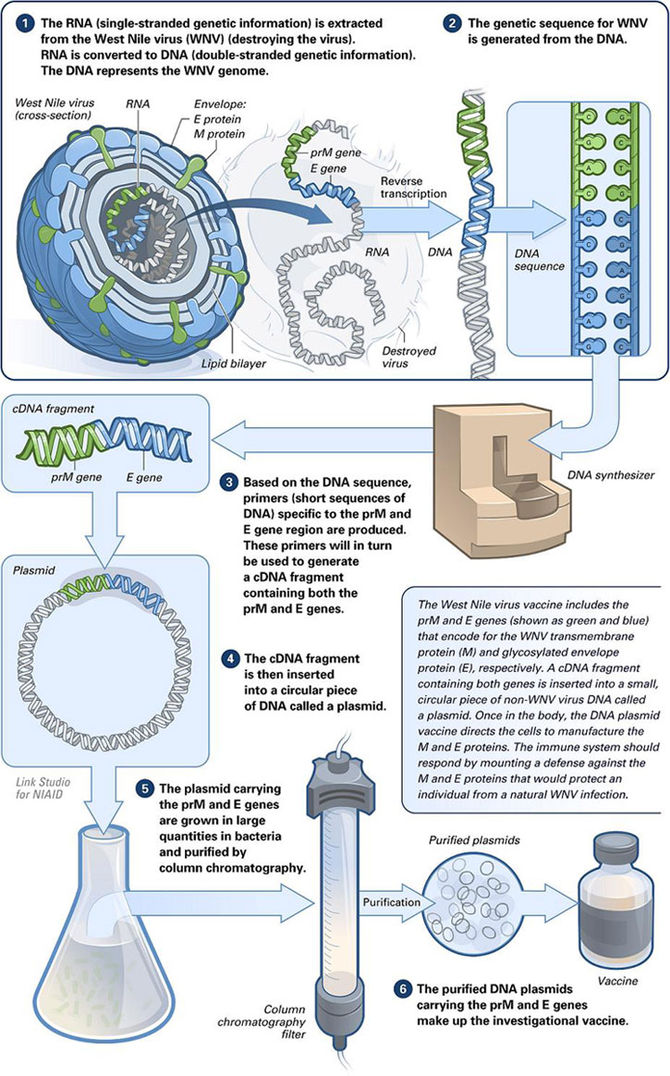 The making of a DNA vaccine.