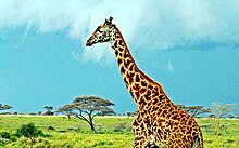 Serengeti National Park, Tanzania Masai Giraffe, Serengeti National Park, Tanzania (2010).jpg