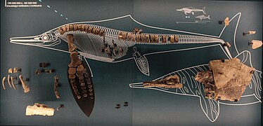 Ichthyosauria du Jurassique.
