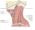 Musculi trapezii parti descendenti musculi scaleni anterius iacent.