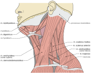 Мыщцы шеи