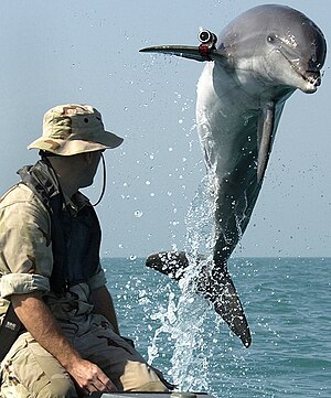 דולפין לוחםשאומן בתוכניות היונקים הימיים של חיל הים האמריקני.