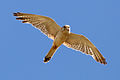 Image 1 Nankeen Kestrel Photo: Fir0002 The Nankeen Kestrel (Falco cenchroides), native to Australia, New Guinea, and nearby islands, is one of the smallest species of falcon (about 31 to 35 cm (12 to 14 in) in length). Unlike other raptors, it does not rely on speed to catch its prey. Instead, it simply perches in an exposed position, but it also has a distinctive technique of hovering over crop and grasslands. More selected pictures