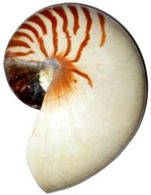 Nautilus shell.jpg