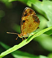 Adult, ventral view of wings.