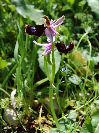 Ophrys bertolonii Ficuzza 0024.JPG