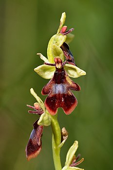 Un ophrys mouche. (définition réelle 4 000 × 6 000)