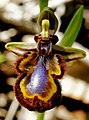Ophrys miroir